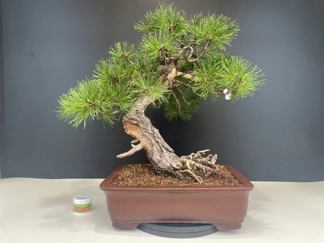large bonsai trees for sale Bonsai Trees | Lexington, KY main image 1