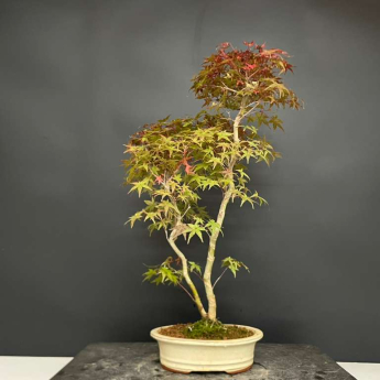 Acero palmato