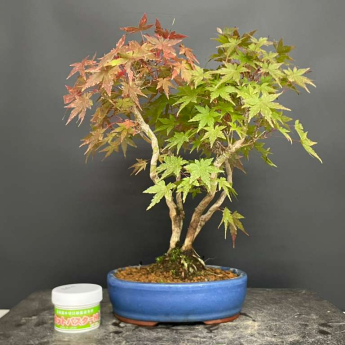 Acero palmato deshojo