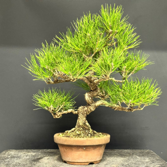 Pino nero “Senjumaro”